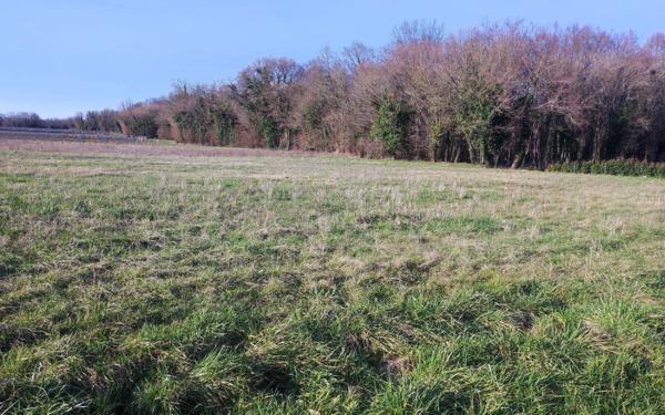 Terrain à vendre    Pons