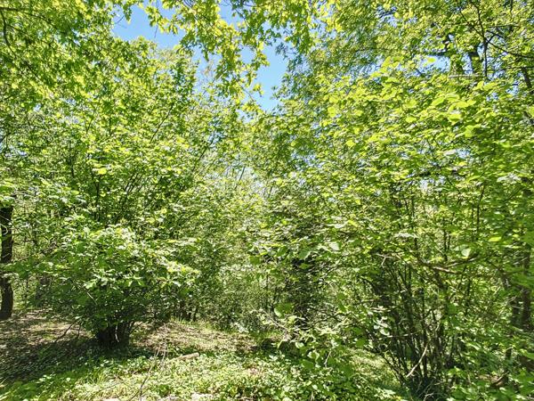 Reyrieux (01600) Maison 139.87m² terrain 2069m² boisé