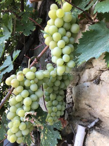 Grange en pierre rénovée de façon contemporaine et son gite indépendant.