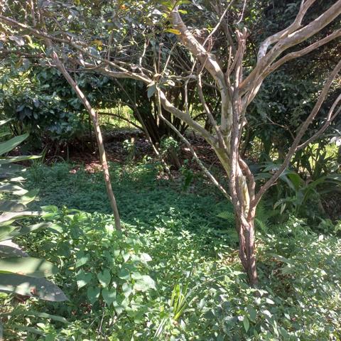 Propriété à vendre sur 5436M2 à PETIT-BOURG GUADELOUPE