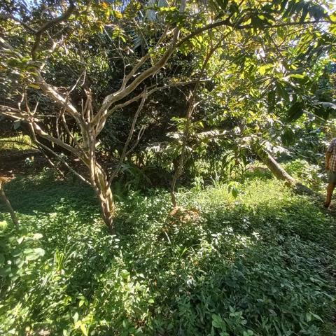 Propriété à vendre sur 5436M2 à PETIT-BOURG GUADELOUPE