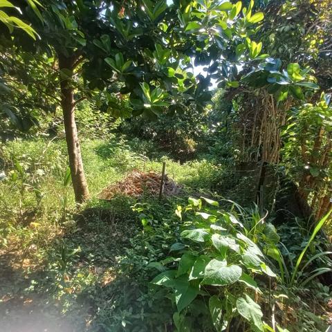 Propriété à vendre sur 5436M2 à PETIT-BOURG GUADELOUPE