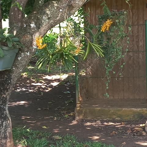 Propriété à vendre sur 5436M2 à PETIT-BOURG GUADELOUPE