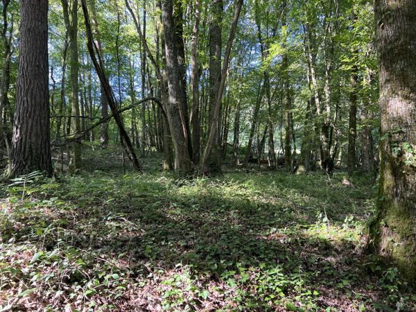 Terrain - 14696 m² Exclusivité efficity