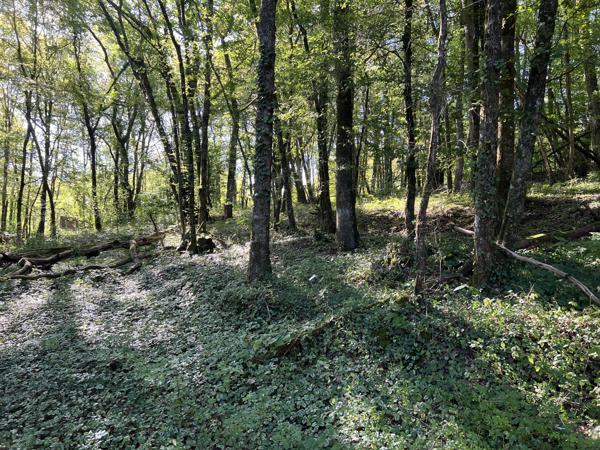 Terrain - 14696 m² Exclusivité efficity