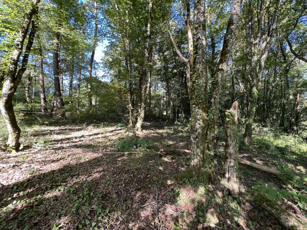 Terrain - 14696 m² Exclusivité efficity