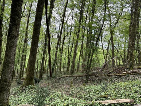 Terrain - 14696 m² Exclusivité efficity