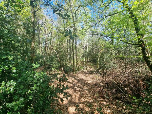 Terrain nature - Orvault Bugallière 3630m2