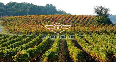 Propriété viticole avec vignoble, habitations et batiments de stockage