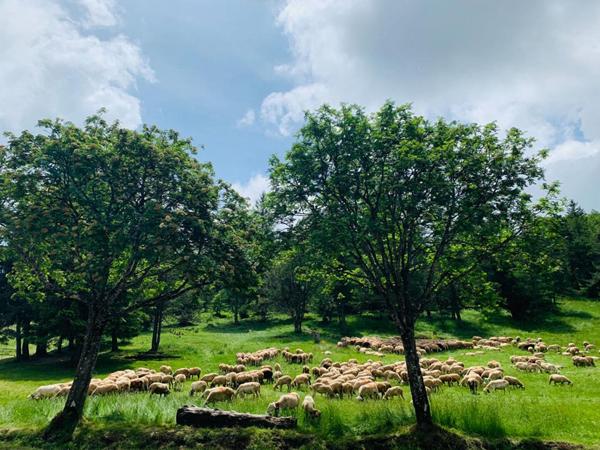 Immeuble Esperou 17 pièce(s) 389 m2