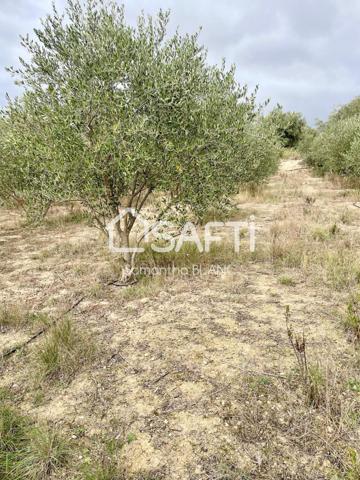 Terrain agricole 4300m²