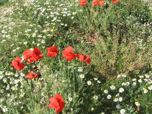 Terrain à Batir à vendre à Plouguernével dans les Côtes-d'Armor (22110), ref : 22075-TB00559   
PLOUGUERNEVEL