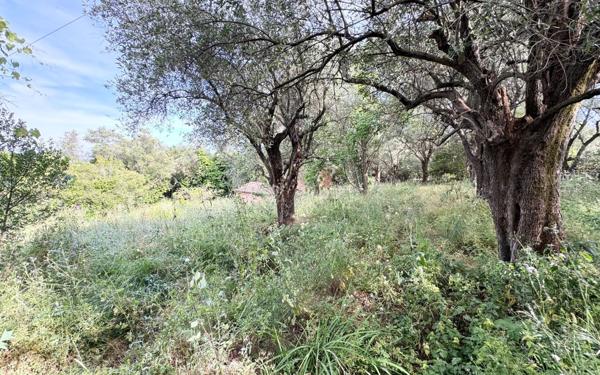 Terrain à vendre    Grasse