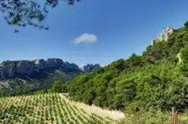 Vignes Appelation Origine Protegée VACQUEYRAS