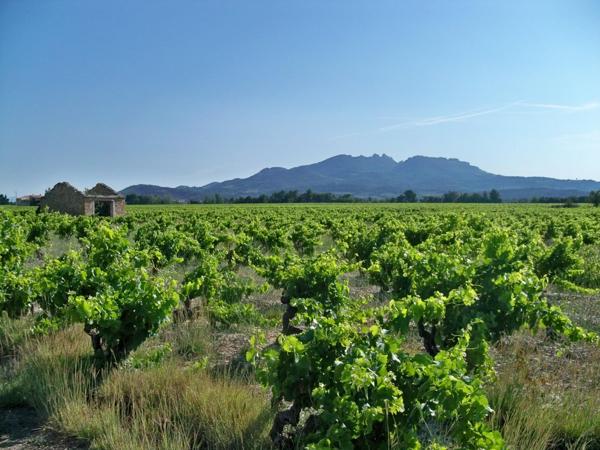 Vignes Appelation Origine Protegée VACQUEYRAS