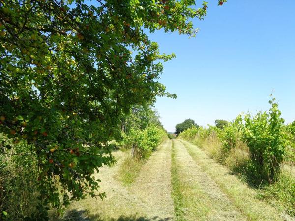 Maison à rénover de 45 m², Terrain de 5020 m² dont 420 m2 constructibles, une partie de vignes.