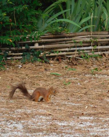 AUBIGNY-LES CLOUZEAUX Maison en pierre 186 m² charme champêtre avec grand parc env. 1 HA