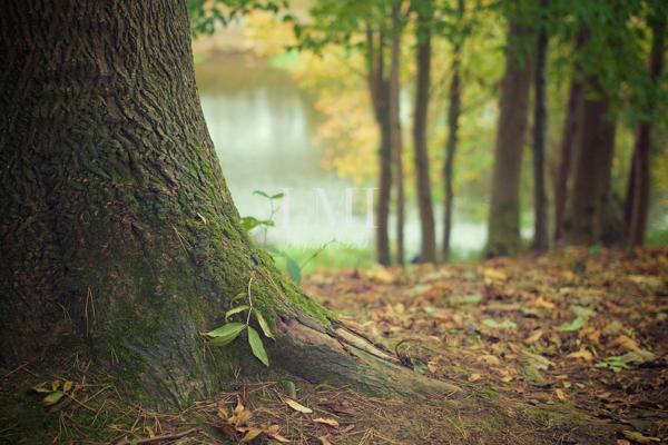 LA FORET FOUESNANT Exceptionnel terrain a batir de 4400 m² pour edifier une propriété sur la Forêt Fouesnant