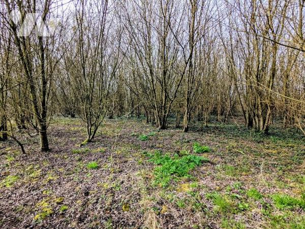 Terrain zone naturelle