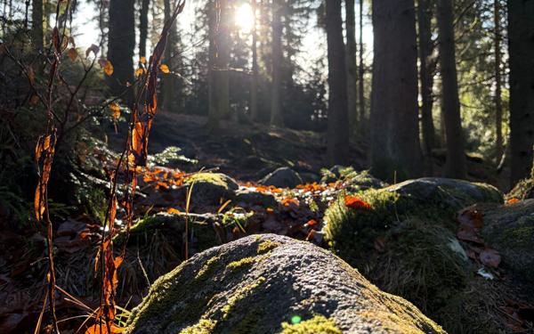 Appartement à vendre    2 pièces •  La Bresse