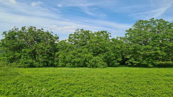 Terrain constructible - Les eyzies Les Eyzies - Terrain constructible de 1730m² sur les hauteurs avec vue dégagée