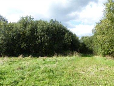 Terrain de loisirs - Bois - Etang à vendre à Pirou dans la Manche (50770), ref : 50061-1061768