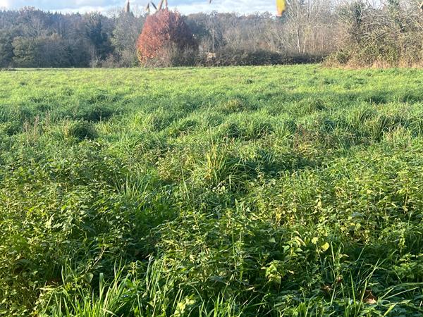 Magnifique terrain constructible dans le bourg commune de Cognac la Foret