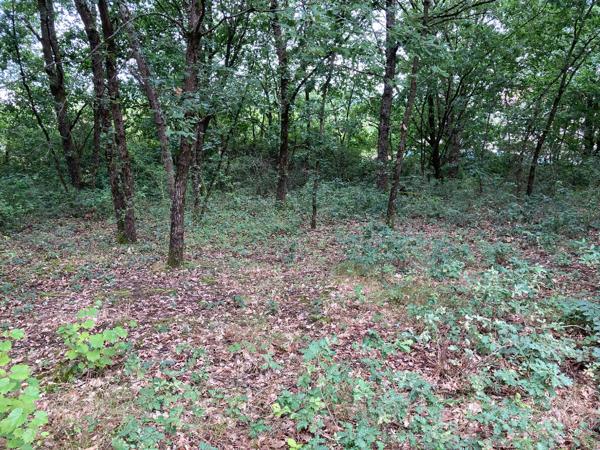 Achat terrain près de Montans - 1478 m² - 99 000 €