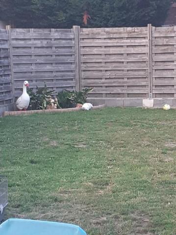 Maison semi individuelle à ERRE 4 chambres