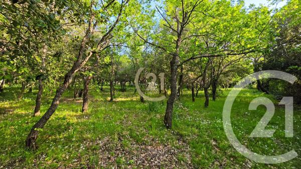 Terrain à vendre  890 m 2   OLETTA  - 202