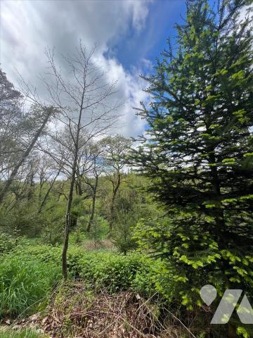 BOIS à vendre , diverses essences ( plantation de Douglas, Hêtre , Forêt de vieux chênes , sour...