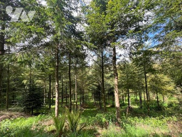 BOIS à vendre , diverses essences ( plantation de Douglas, Hêtre , Forêt de vieux chênes , sour...