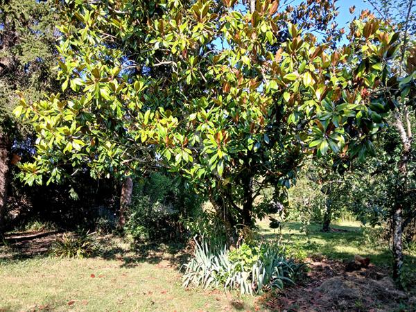 Maison Champagnolles 3 chambres terrain 5197 m²