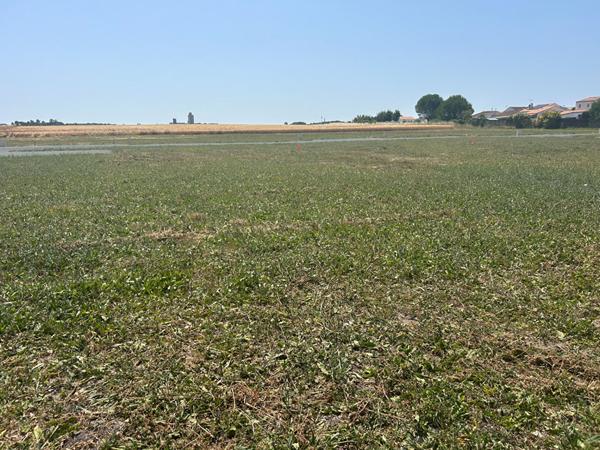 17113 MORNAC SUR SEUDRE MORNAC SUR SEUDRE