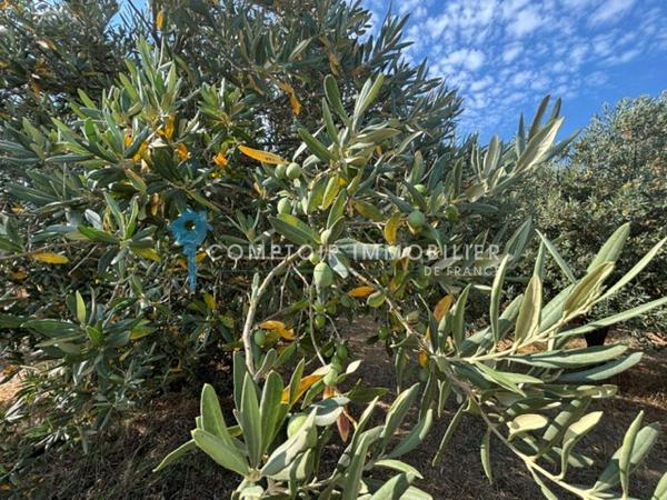 Terrain agricole