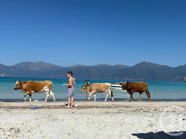 Maison à vendre  12 pièces - 438,96 m2 ST FLORENT - 202