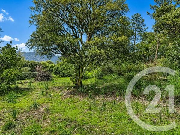 Terrain à vendre  3640 m 2   ZONZA  - 201