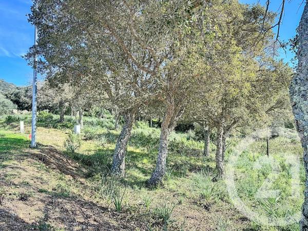 Terrain à vendre  3640 m 2   ZONZA  - 201