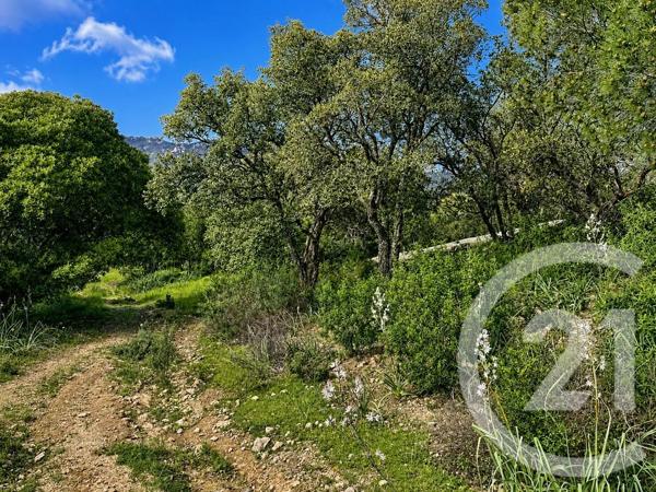 Terrain à vendre  3640 m 2   ZONZA  - 201