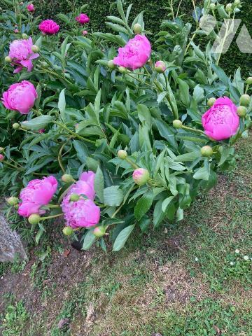 ENTRE ST PIERRE/DIVES ET LIVAROT