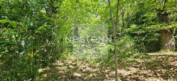Terrain Boisé