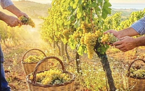 Vente Activité commerciale Restaurant Gigondas