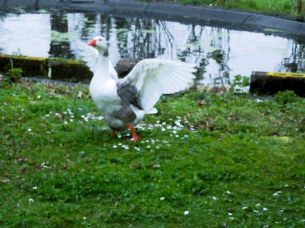 Demeure sur 1 hectare avec beau bâtiment (chevaux, entreprise, perma.)