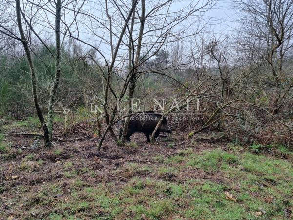 A vendre, Important domaine au cœur de la Sologne, 85 ha, à 2h00 de Paris