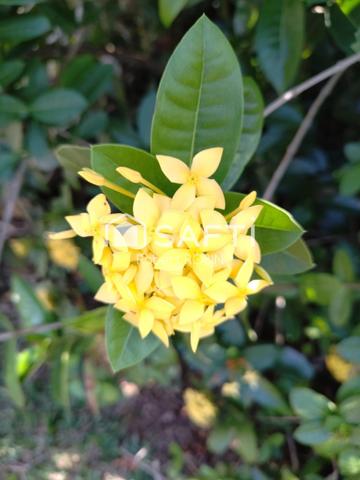 PAISIBLE VILLA F4 SITUEE AU HAUT DE LA CHAUMIERE