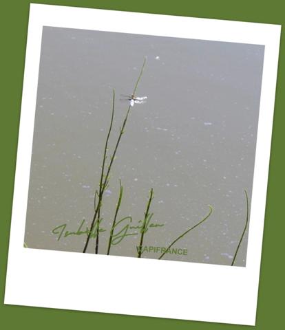 Dpt Cher (18), à vendre CHATEAUMEILLANT terrain