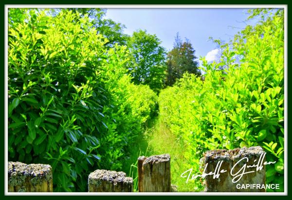 Dpt Cher (18), à vendre CHATEAUMEILLANT terrain