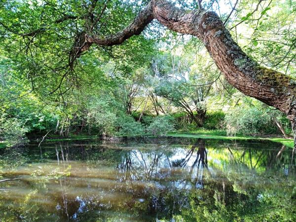 Propriété sur plus de 3 Hectares et étang