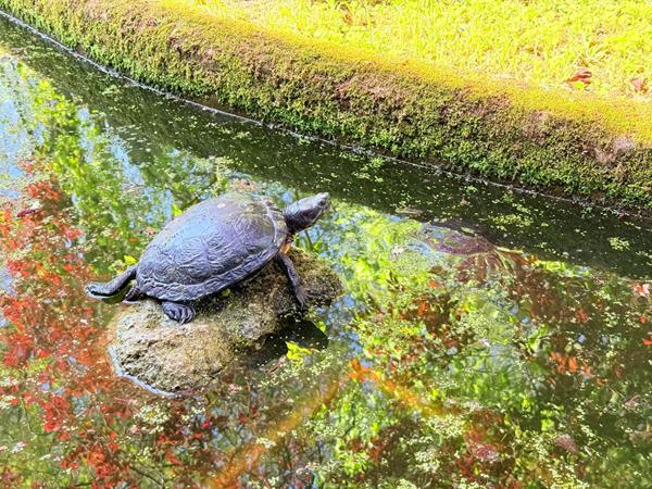 A vendre - Maison de maître - 6 pièces - 128m² - Doué en Anjou - D5918