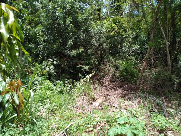 Magnifique terrain à bâtir de 3650 m² en zone Ud situé à ETANG ST LEU (97424)